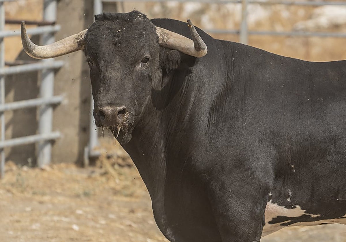 Coleterón, toro de la Virgen de la Encina de Macotera.