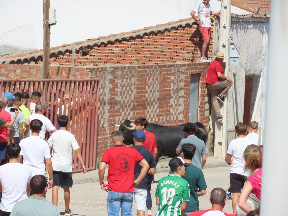 Un utrero de 540 kilos llena las calles de Macotera
