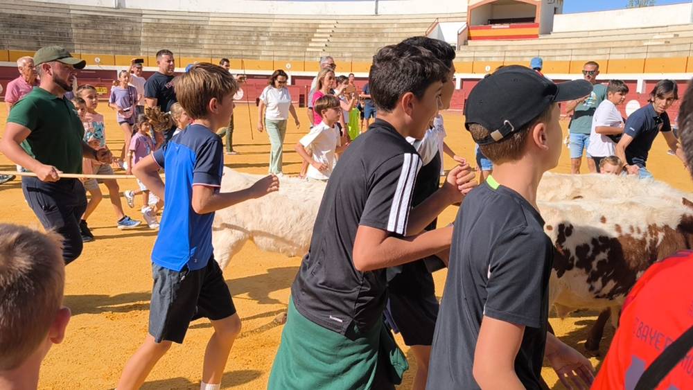 Entretenida mañana con los minibueyes en Macotera