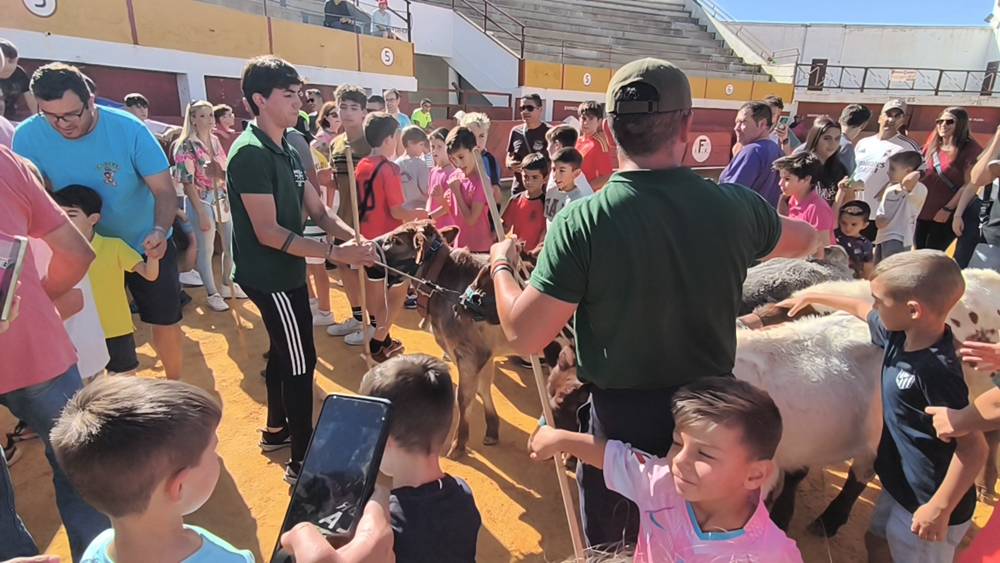 Entretenida mañana con los minibueyes en Macotera