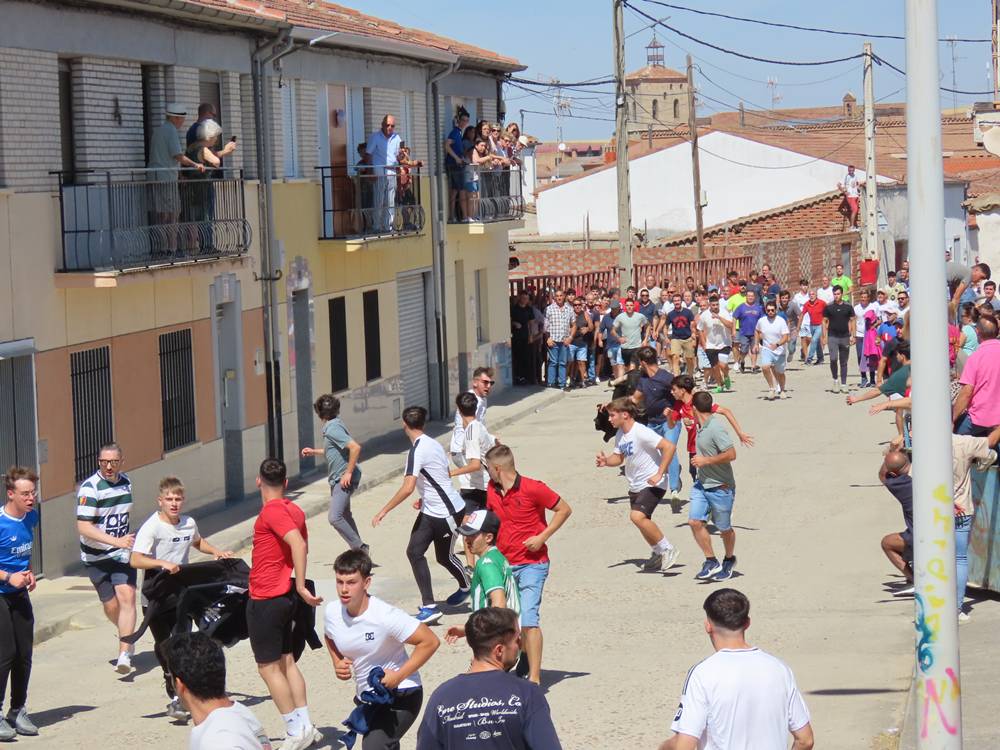 Un utrero de 540 kilos llena las calles de Macotera