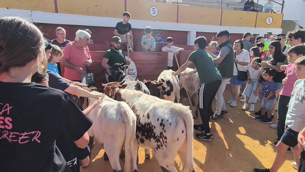 Entretenida mañana con los minibueyes en Macotera