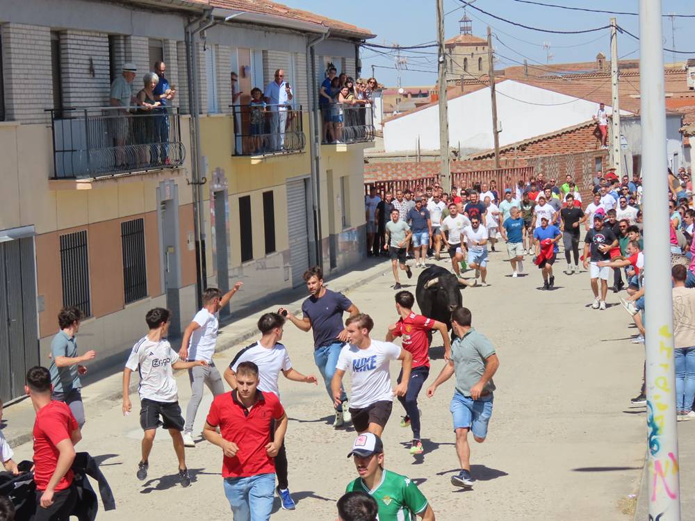 Un utrero de 540 kilos llena las calles de Macotera