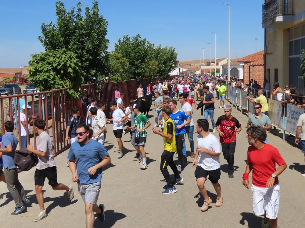 Un utrero de 540 kilos llena las calles de Macotera