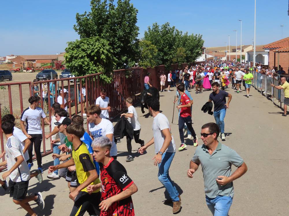 Un utrero de 540 kilos llena las calles de Macotera