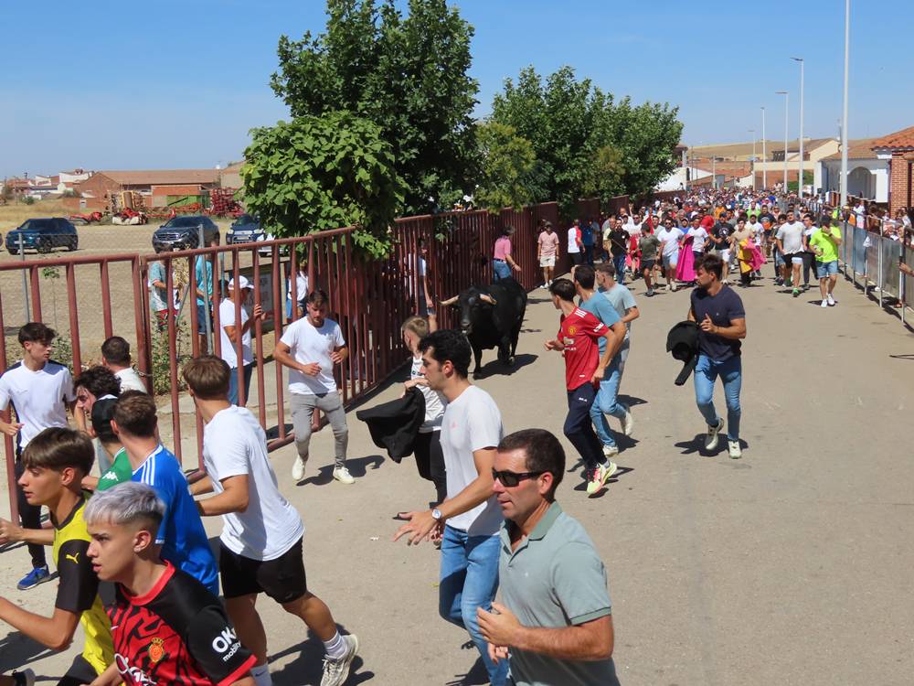 Un utrero de 540 kilos llena las calles de Macotera