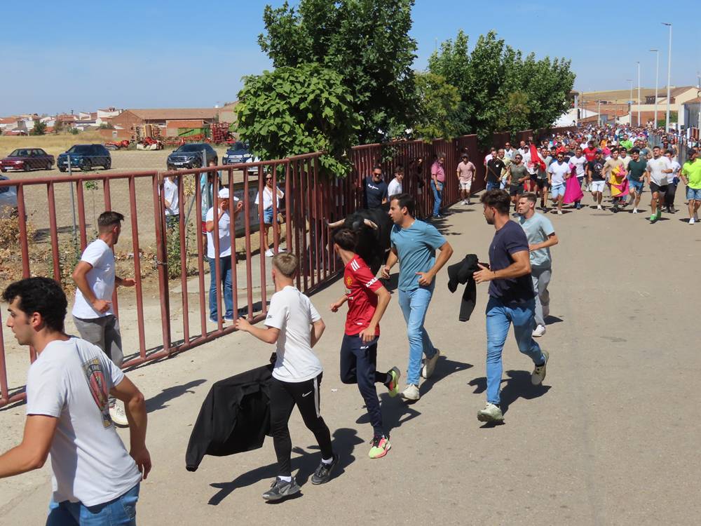Un utrero de 540 kilos llena las calles de Macotera