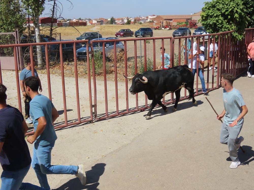 Un utrero de 540 kilos llena las calles de Macotera