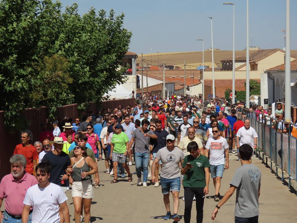 Un utrero de 540 kilos llena las calles de Macotera