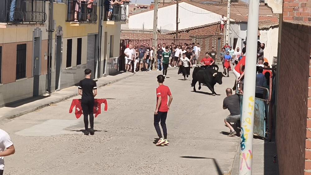 Un utrero de 540 kilos llena las calles de Macotera