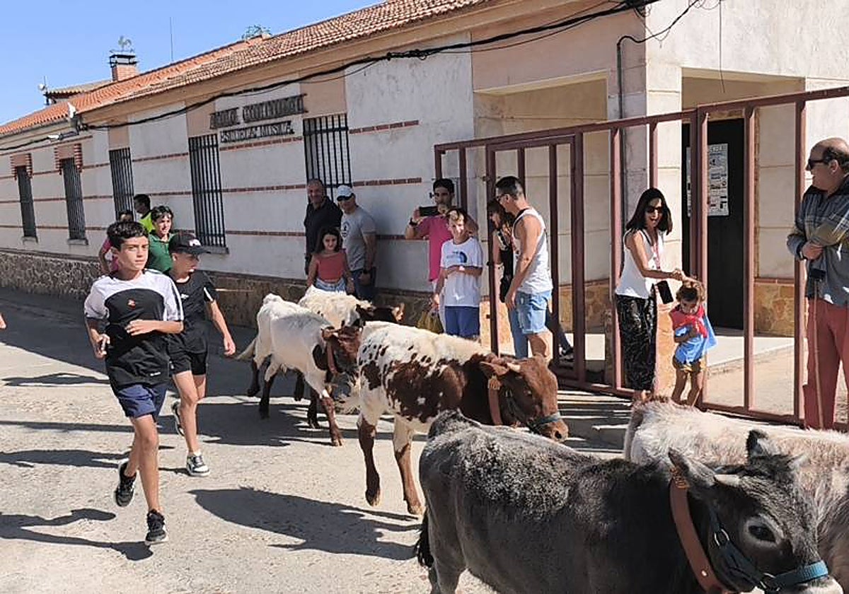 Entretenida mañana con los minibueyes en Macotera