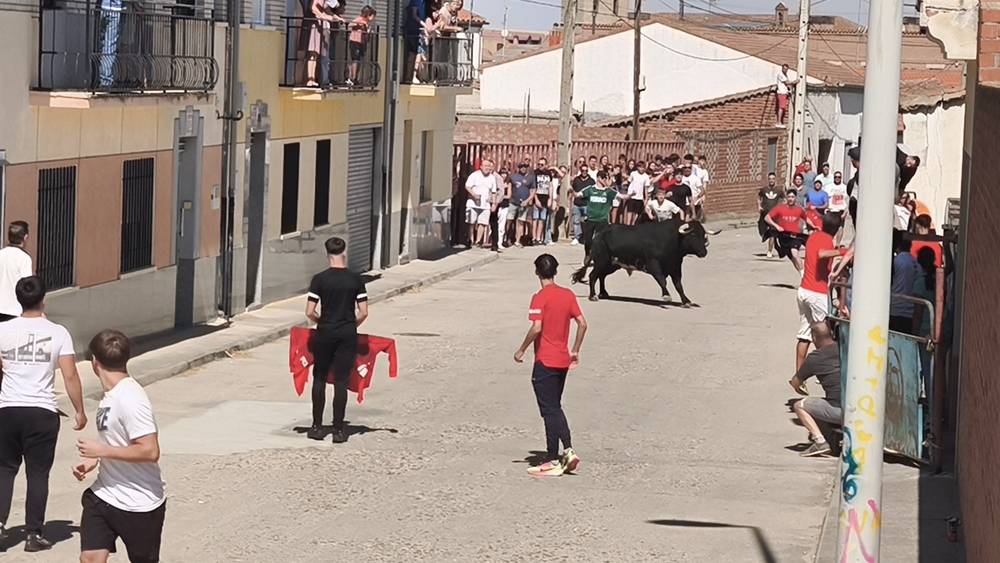 Un utrero de 540 kilos llena las calles de Macotera
