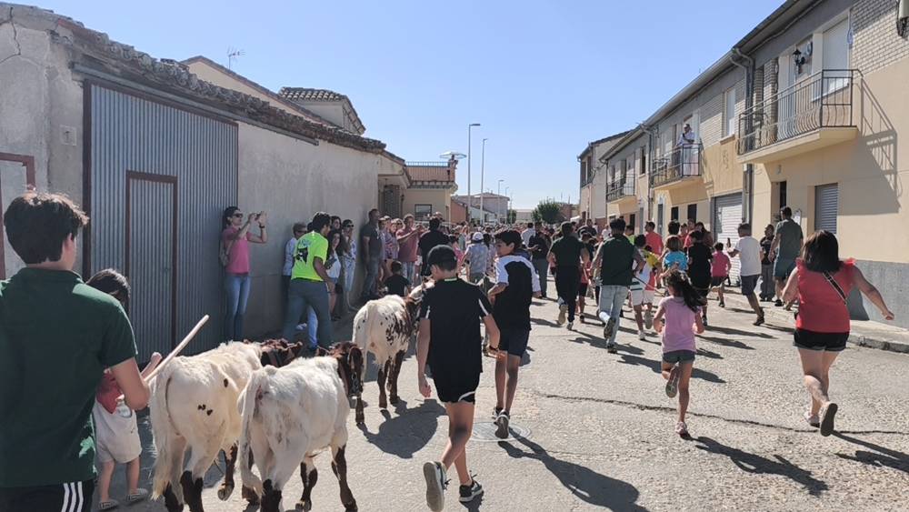 Entretenida mañana con los minibueyes en Macotera