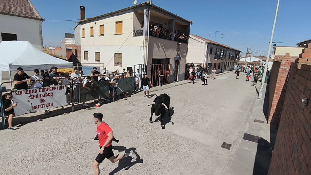 Un utrero de 540 kilos llena las calles de Macotera