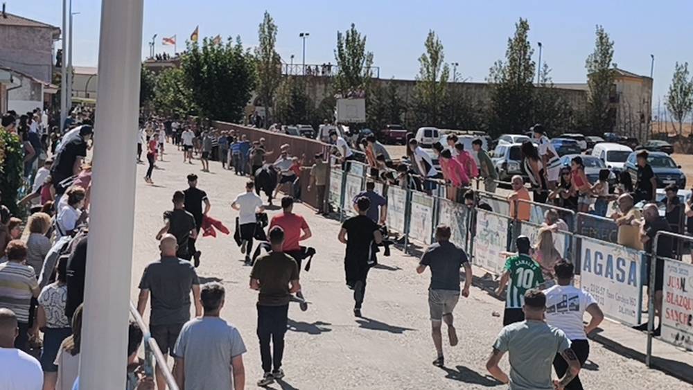 Un utrero de 540 kilos llena las calles de Macotera