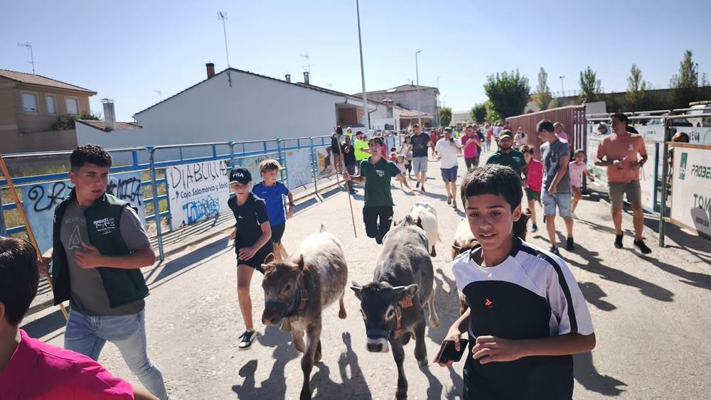 Entretenida mañana con los minibueyes en Macotera