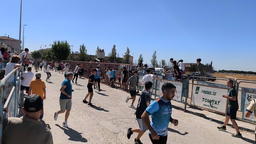 Un utrero de 540 kilos llena las calles de Macotera