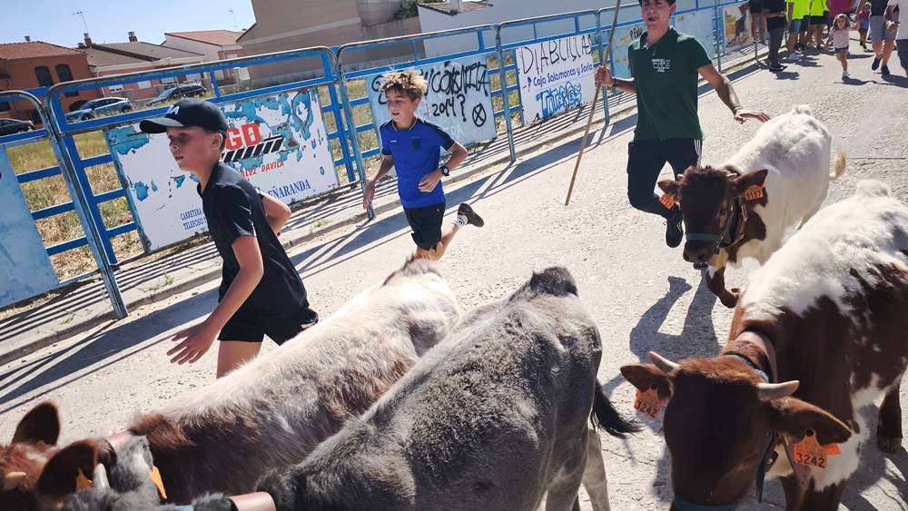 Entretenida mañana con los minibueyes en Macotera