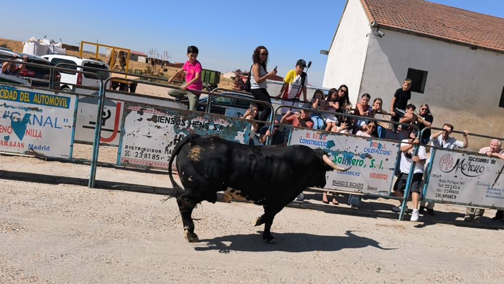 Un utrero de 540 kilos llena las calles de Macotera