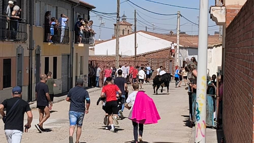 Un utrero de 540 kilos llena las calles de Macotera