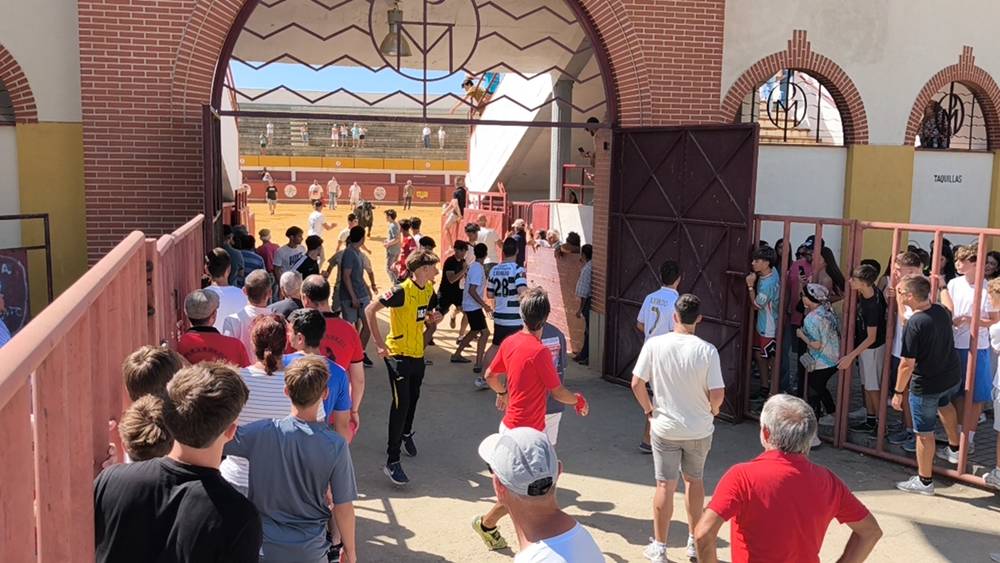 Un utrero de 540 kilos llena las calles de Macotera