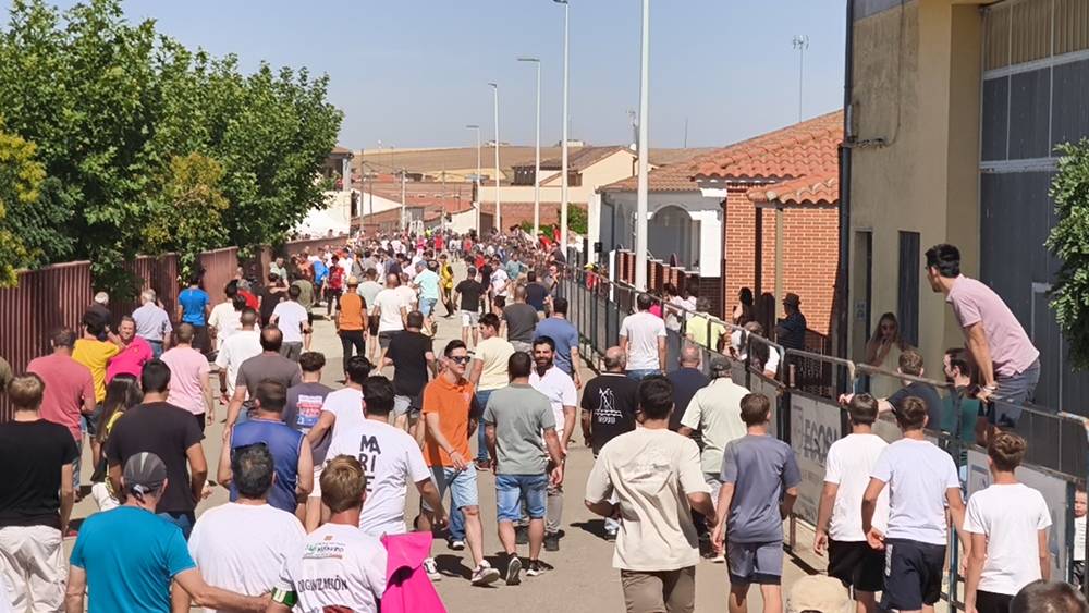 Un utrero de 540 kilos llena las calles de Macotera