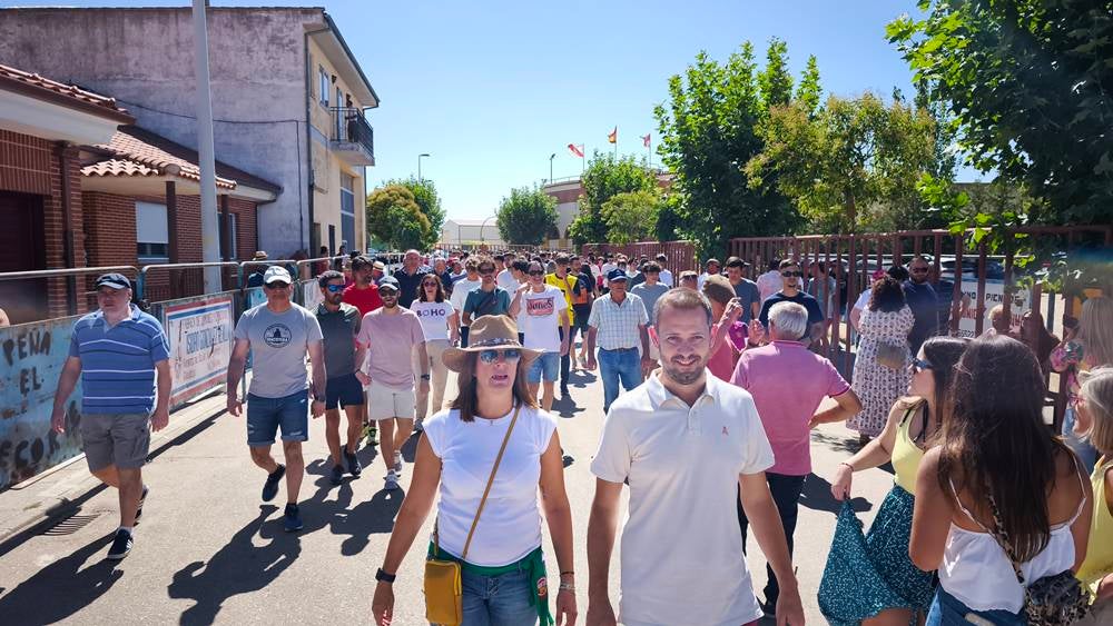 Un utrero de 540 kilos llena las calles de Macotera