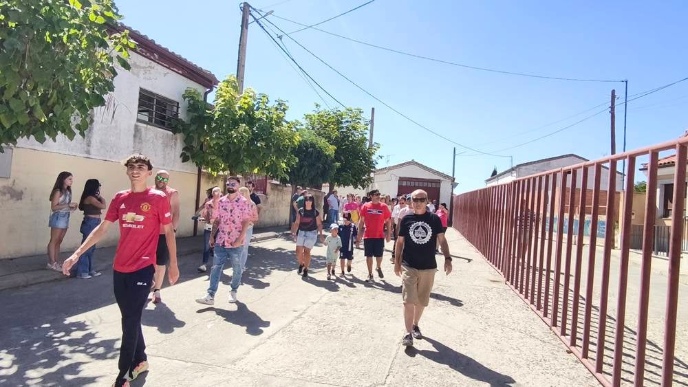 Un utrero de 540 kilos llena las calles de Macotera