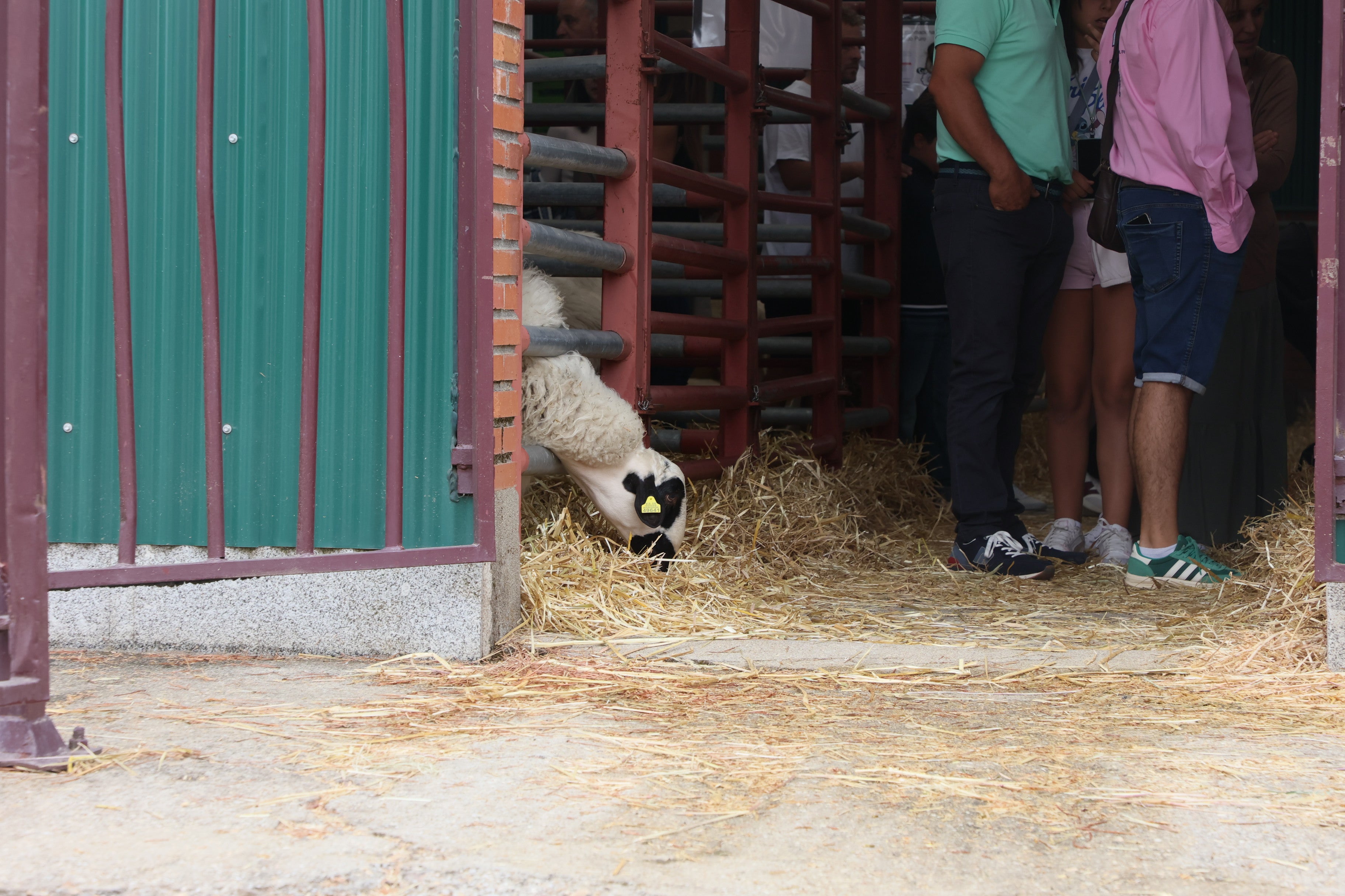 Las mejores imágenes del cuarto día de &#039;Salamaq 2025&#039;