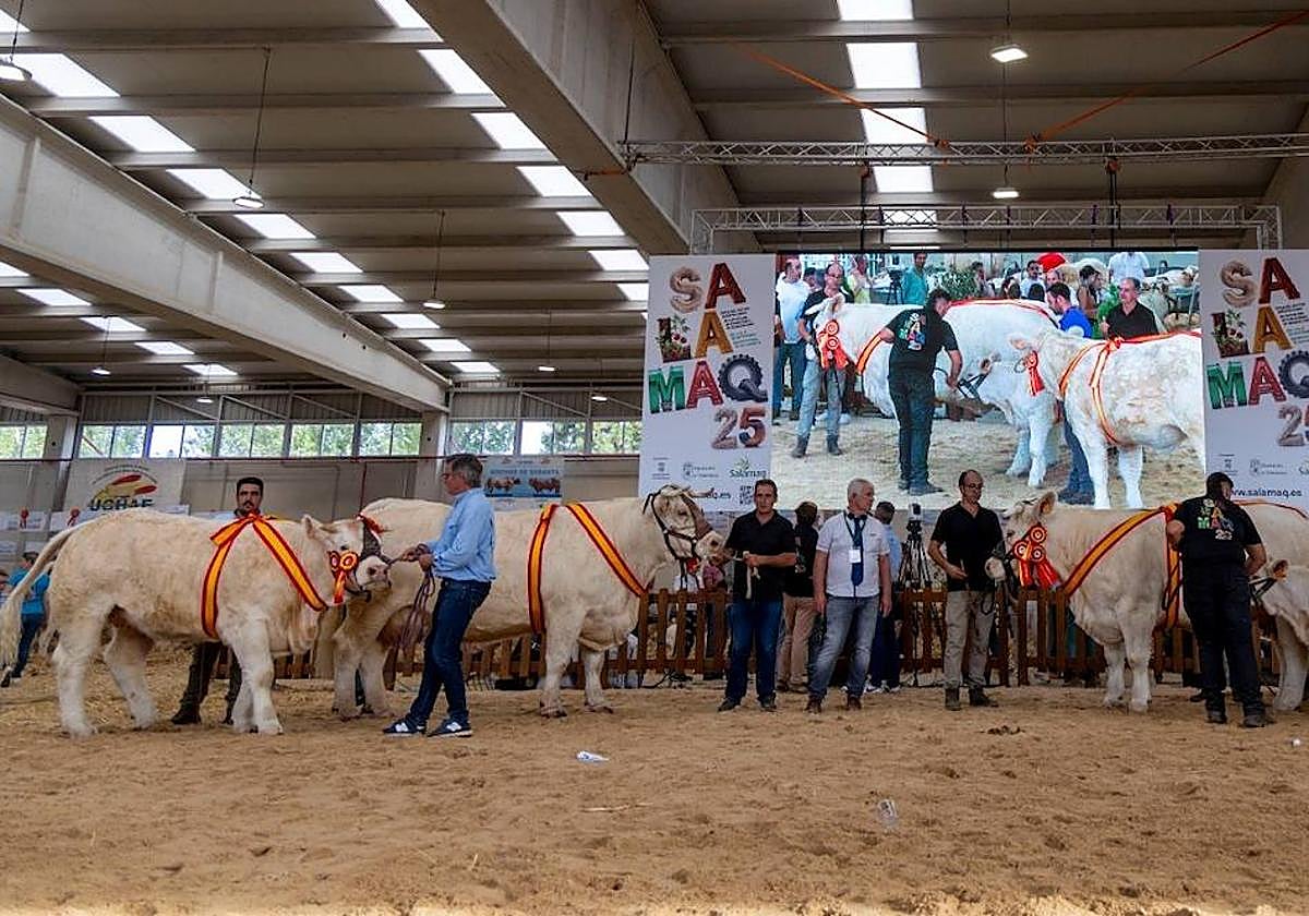 Hembras ganadoras en el XXXVI Concurso Morfológico de la Raza Charolesa.