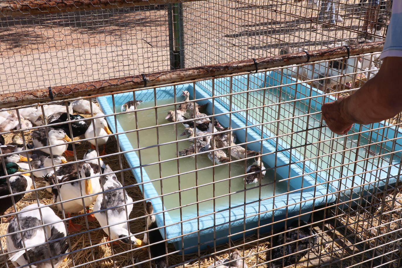 Imagen secundaria 2 - Ocas gigantes y &#039;Naomis Campbell&#039;