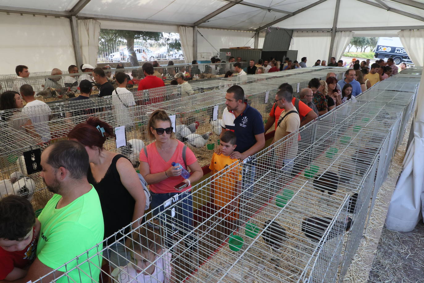 Imagen principal - Ocas gigantes y &#039;Naomis Campbell&#039;