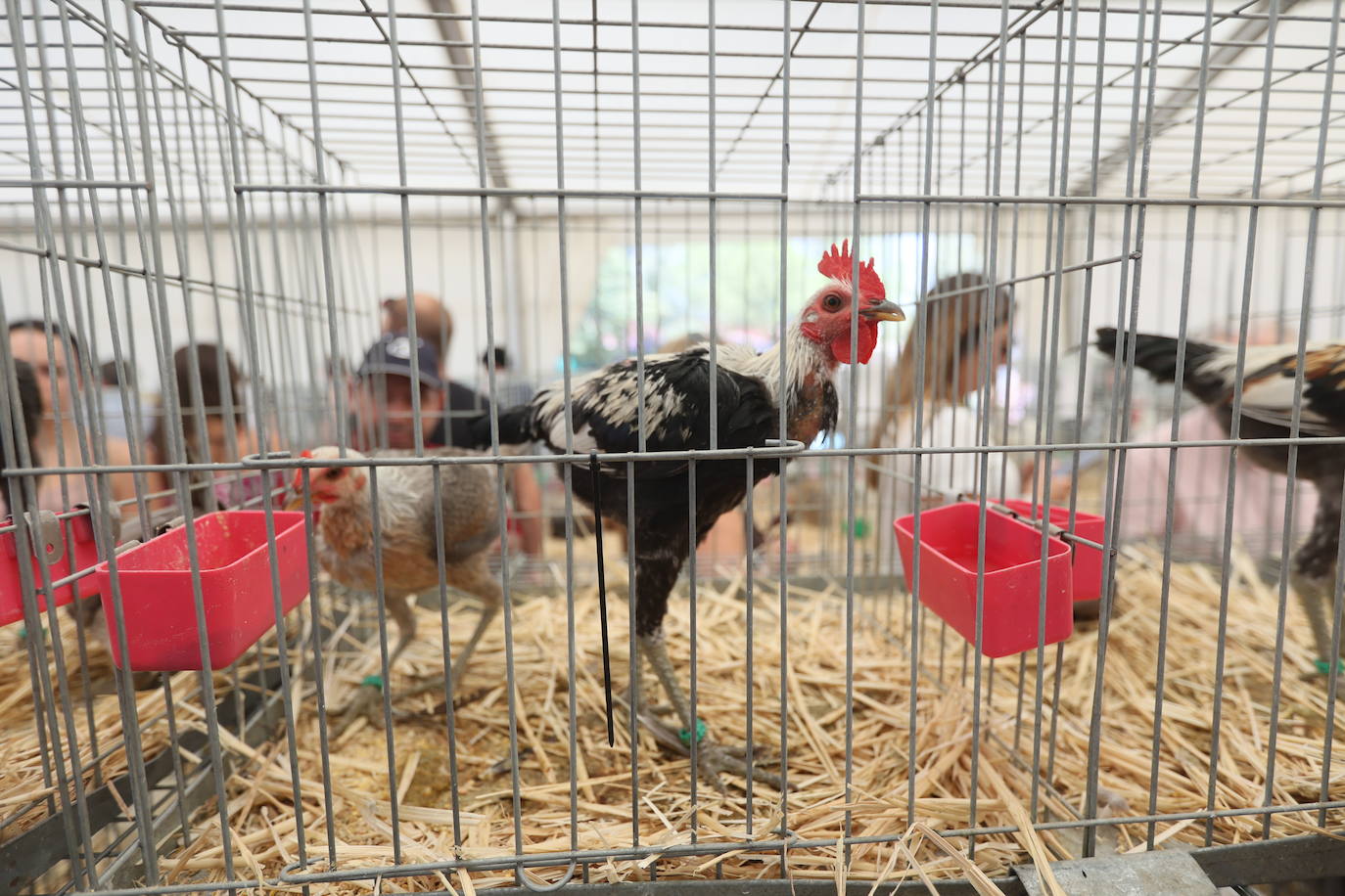 Imagen secundaria 1 - Ocas gigantes y &#039;Naomis Campbell&#039;