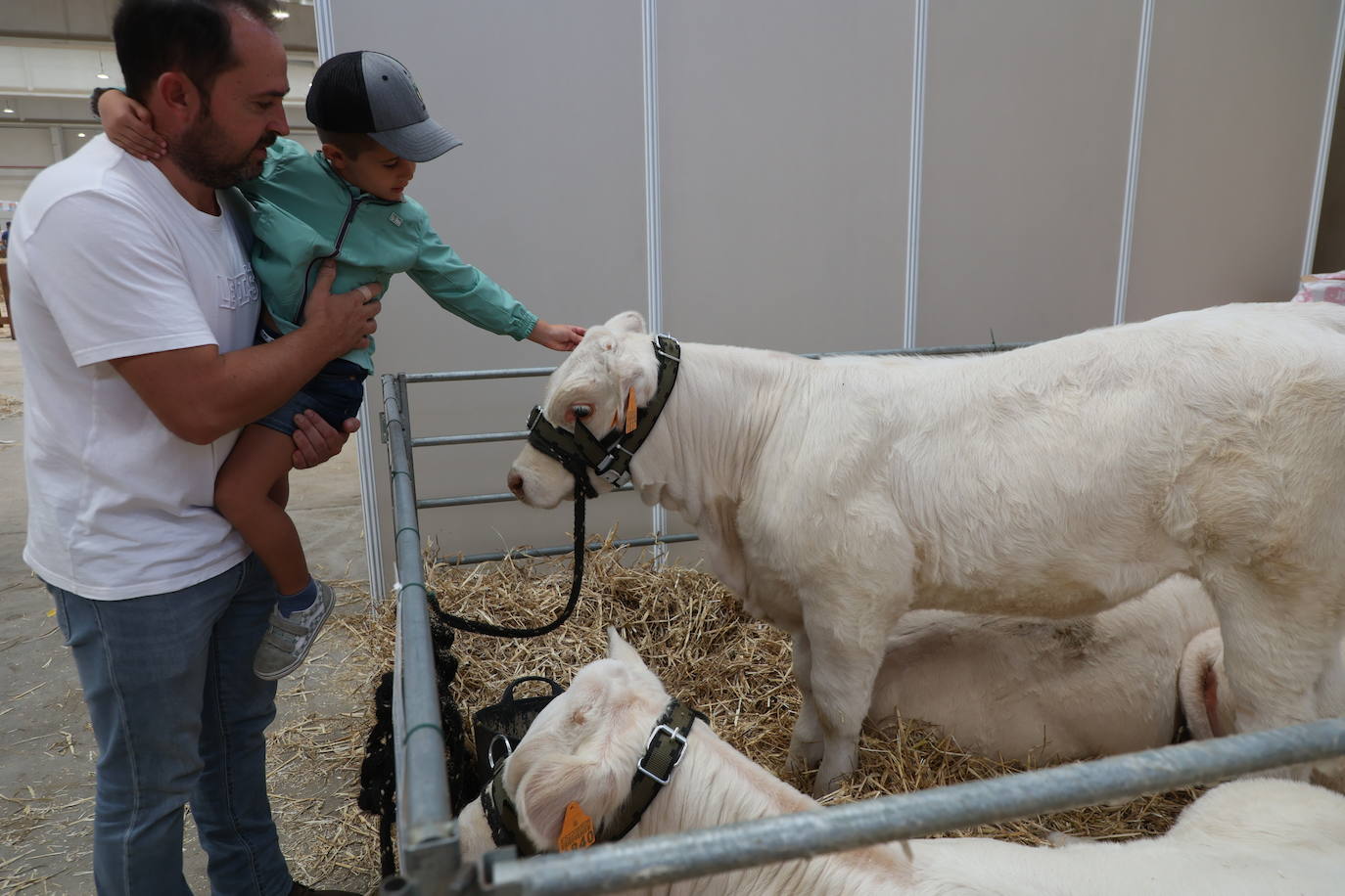 Tanto la raza blonde como charolés tienen terneros sin destetar en corrales separados de las madres.
