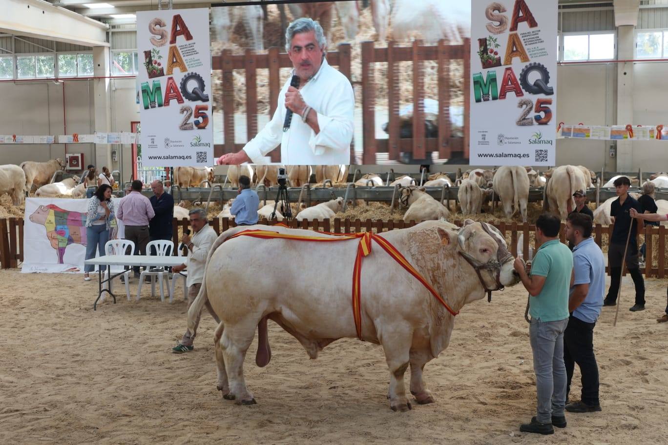 Éxito rotundo en la subasta de vacuno de &#039;Salamaq 2025&#039; por los numerosos ejemplares vendidos por encima de los 6.000 euros