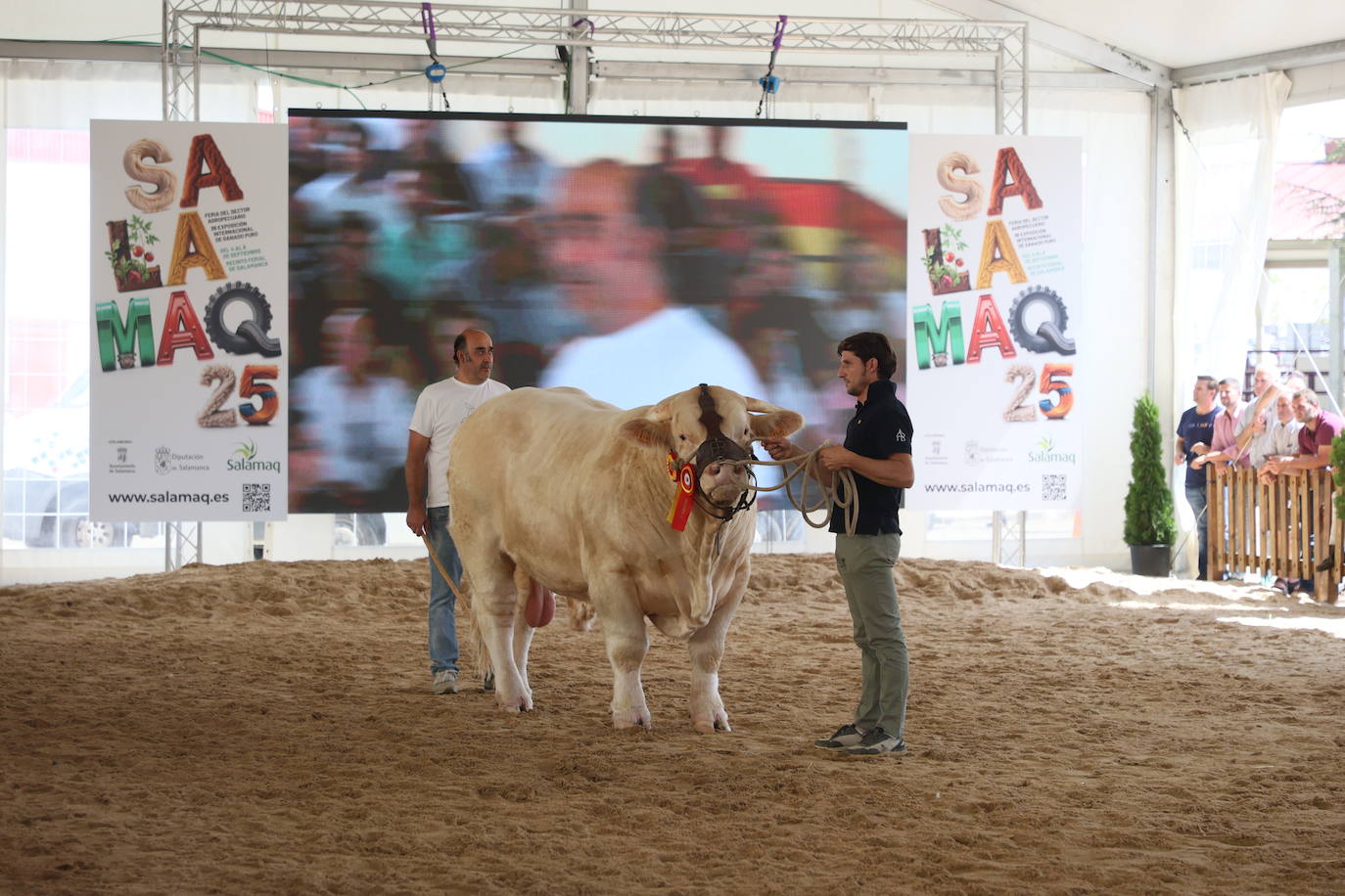 Las mejores imágenes con las que despedir el último día de &#039;Salamaq 2025&#039;