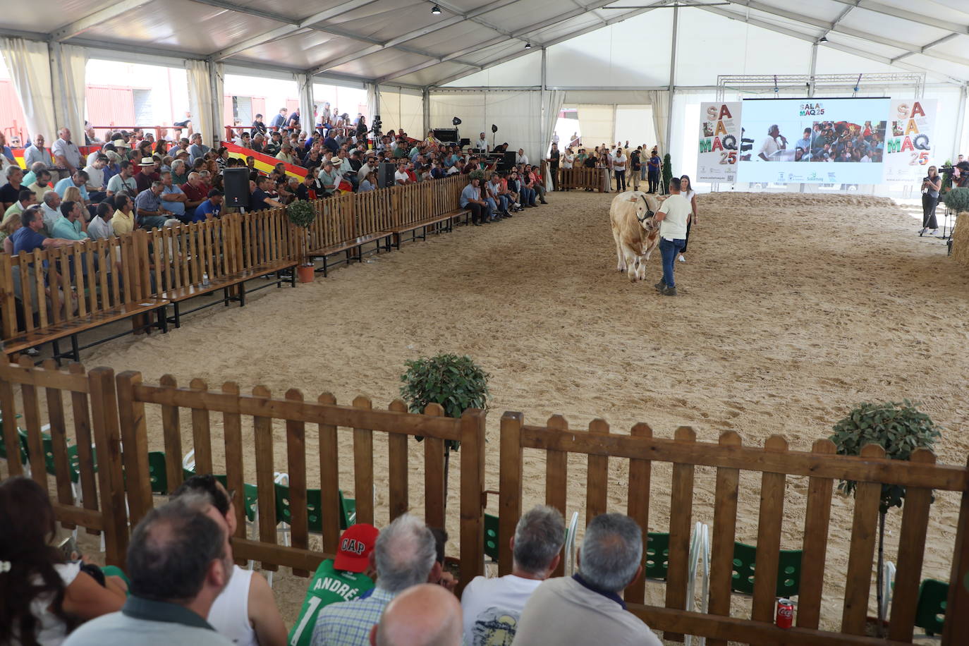 Las mejores imágenes con las que despedir el último día de &#039;Salamaq 2025&#039;