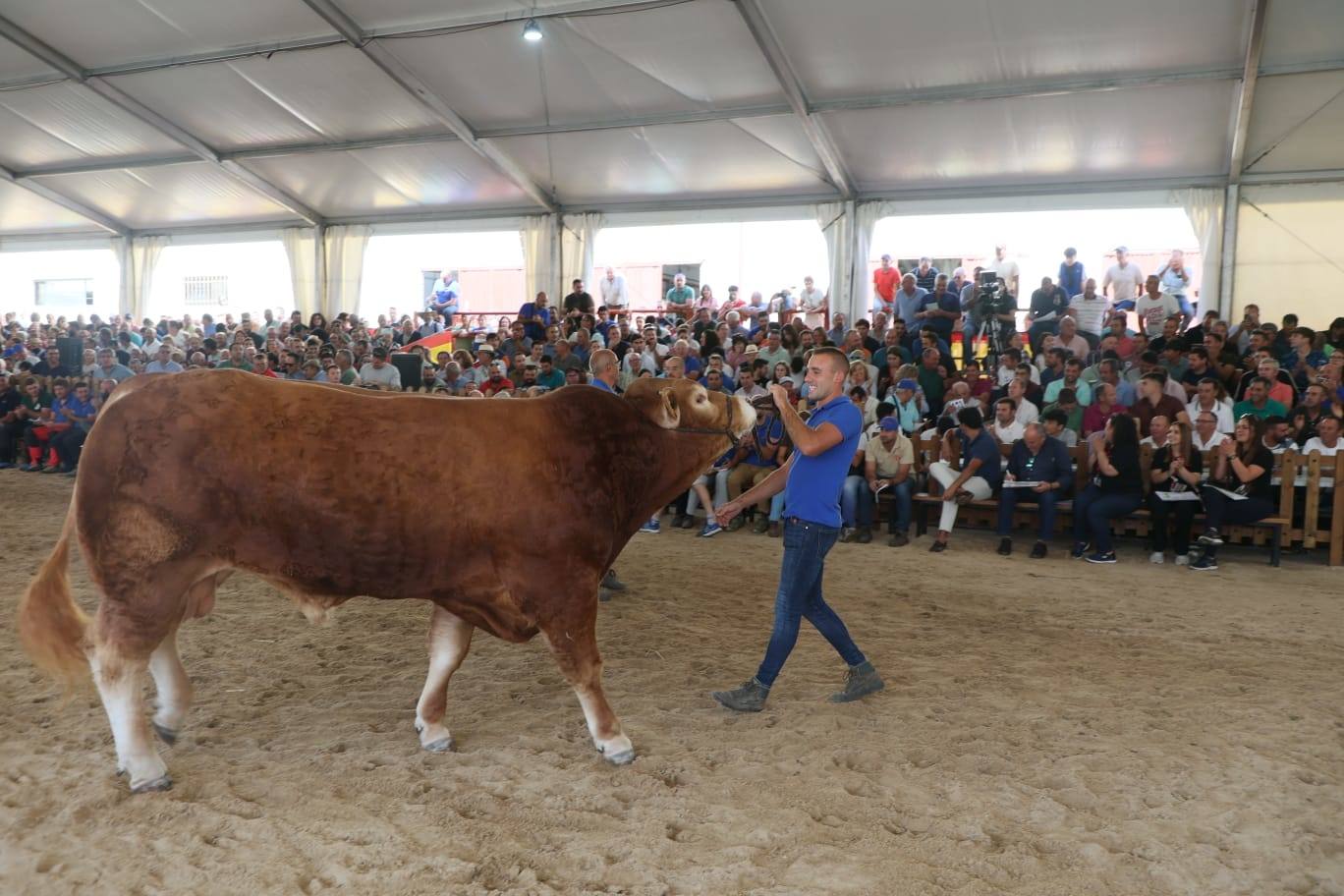 Éxito rotundo en la subasta de vacuno de &#039;Salamaq 2025&#039; por los numerosos ejemplares vendidos por encima de los 6.000 euros