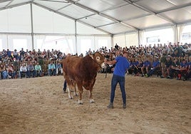 Éxito rotundo en la subasta de vacuno de 'Salamaq 2025' por los numerosos ejemplares vendidos por encima de los 6.000 euros