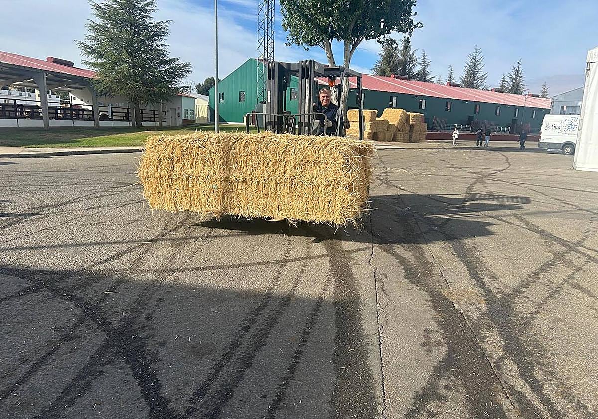 Consulta los precios y cotizaciones de la Lonja de Salamanca de este lunes 8 de septiembre