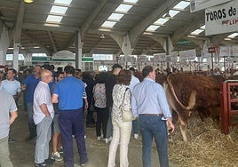 Ganaderos viendo toros limusin por los que pujar.