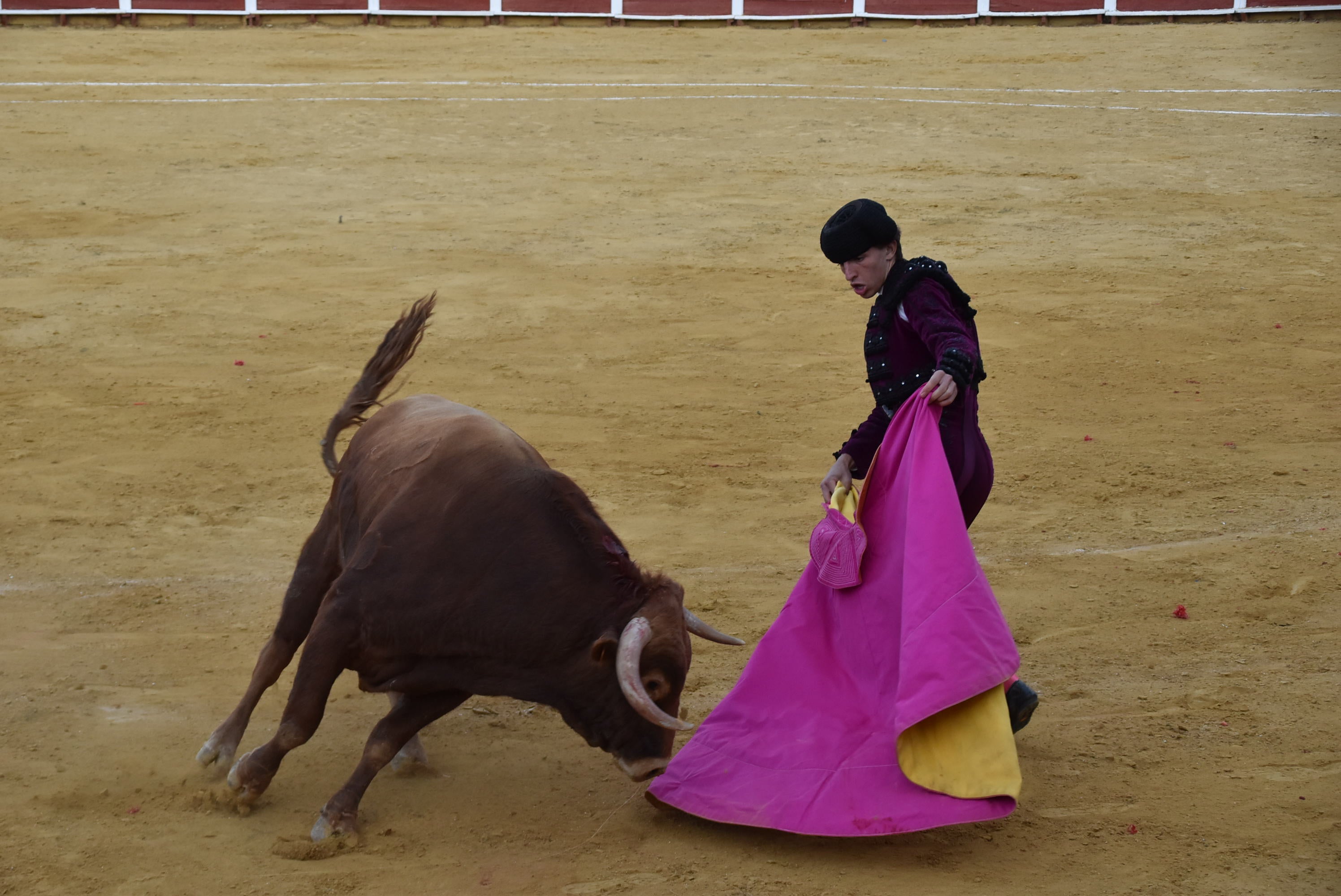 Puerta grande para Castaño, Diosleguarde y Julio Norte en la plaza de toros de Béjar