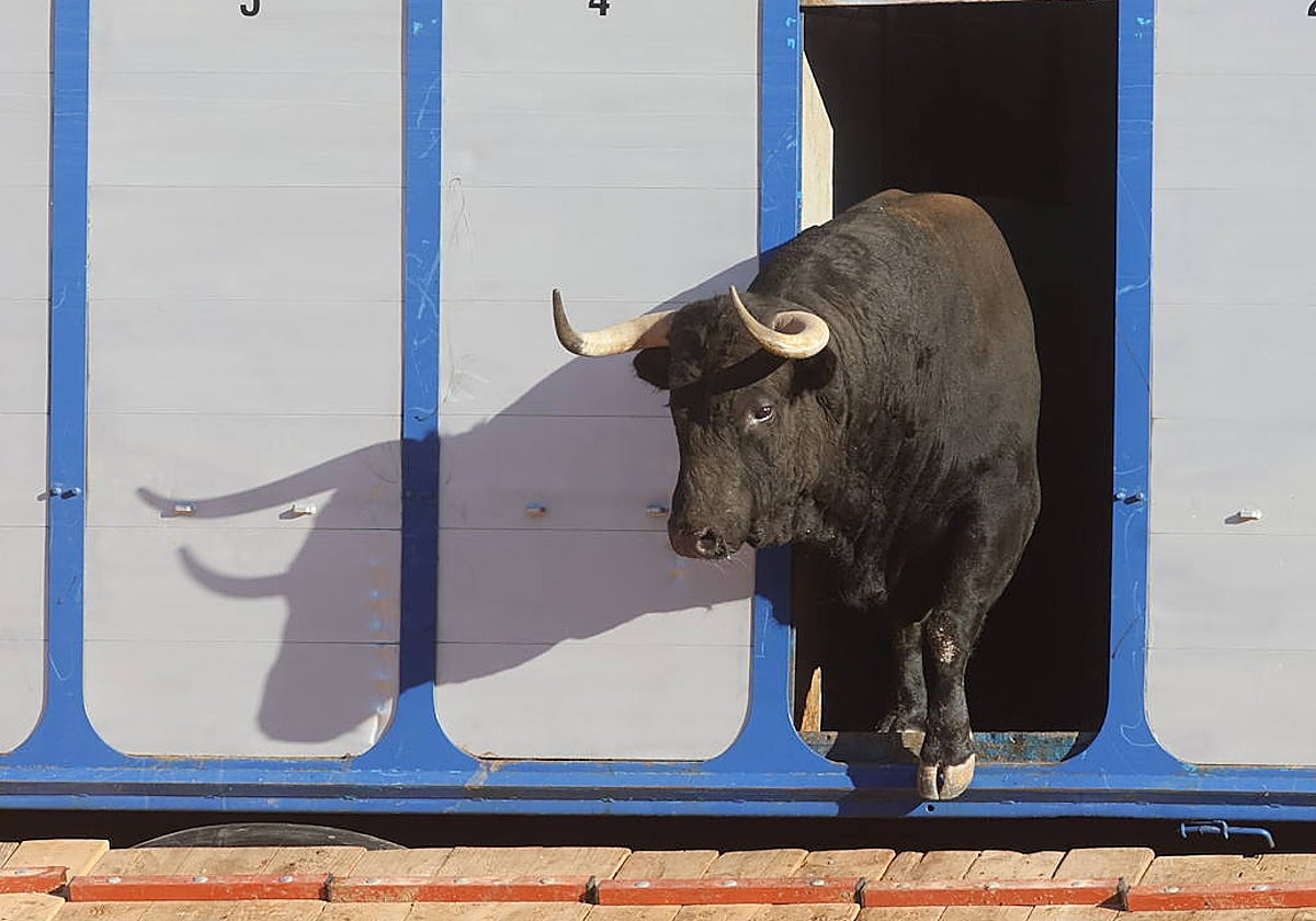 Un toro de Vellosino sale del camión al ruedo de La Glorieta.