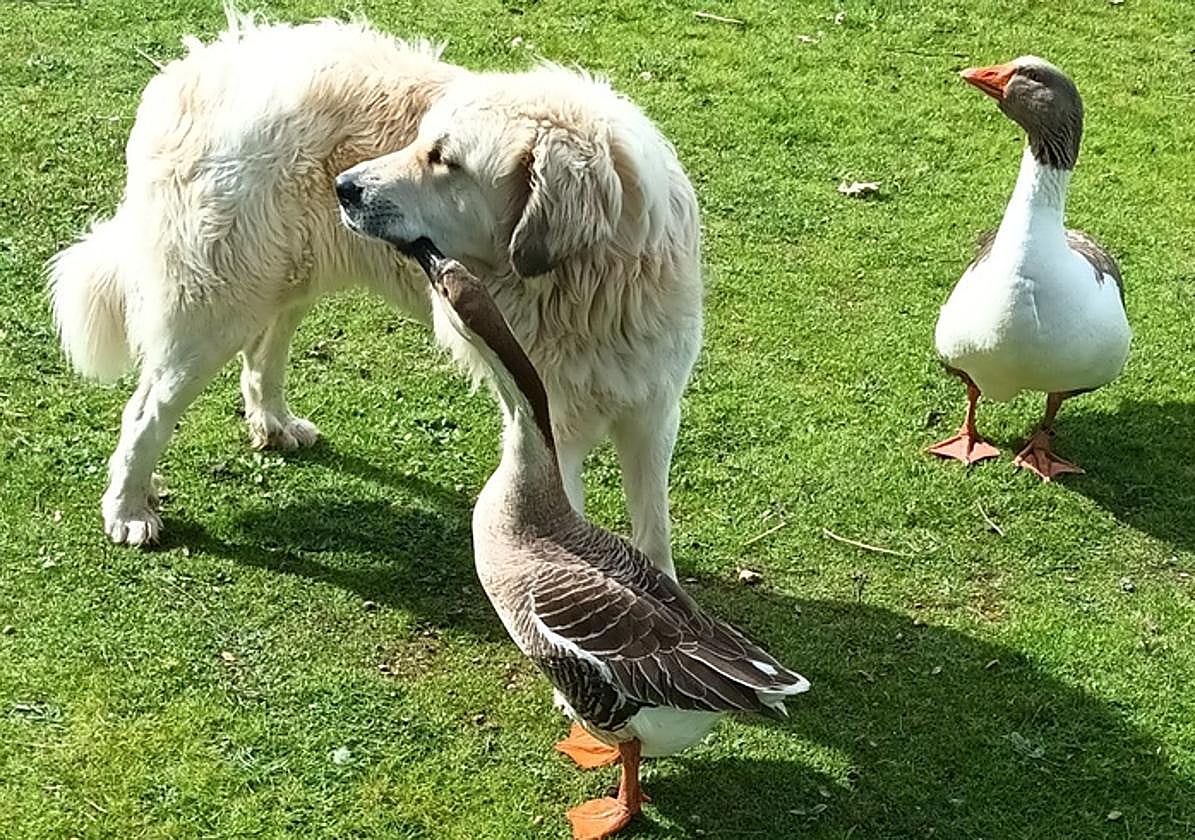 El concurso de la mascota más divertida del verano ya tiene ganadores