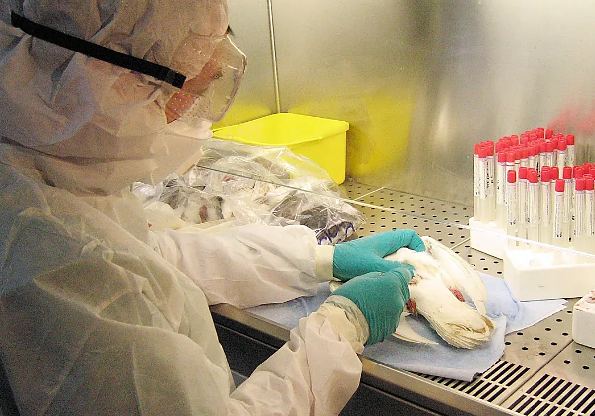 Laboratorio de detección de enfermedades animales.