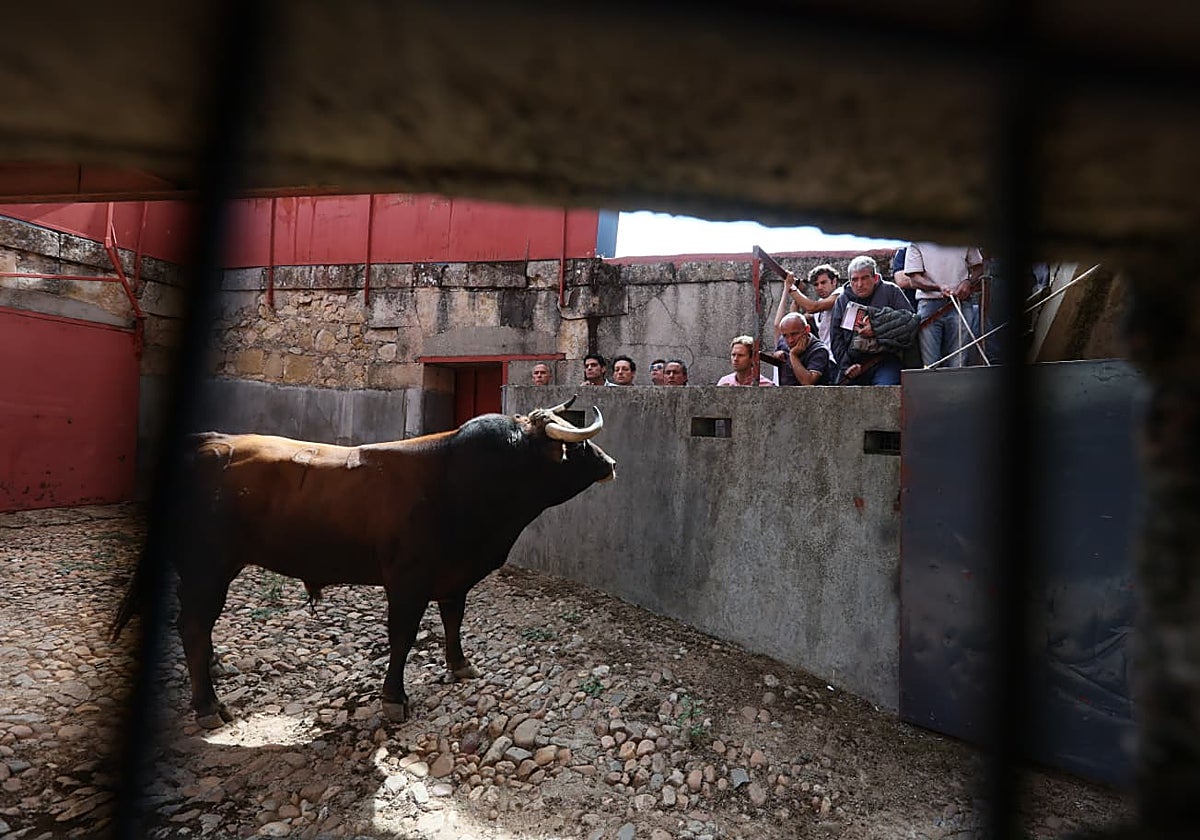 Vivaracho, nº 94, quinto novillo de la tarde que le ha tocado en suerte a Raquel Martín.