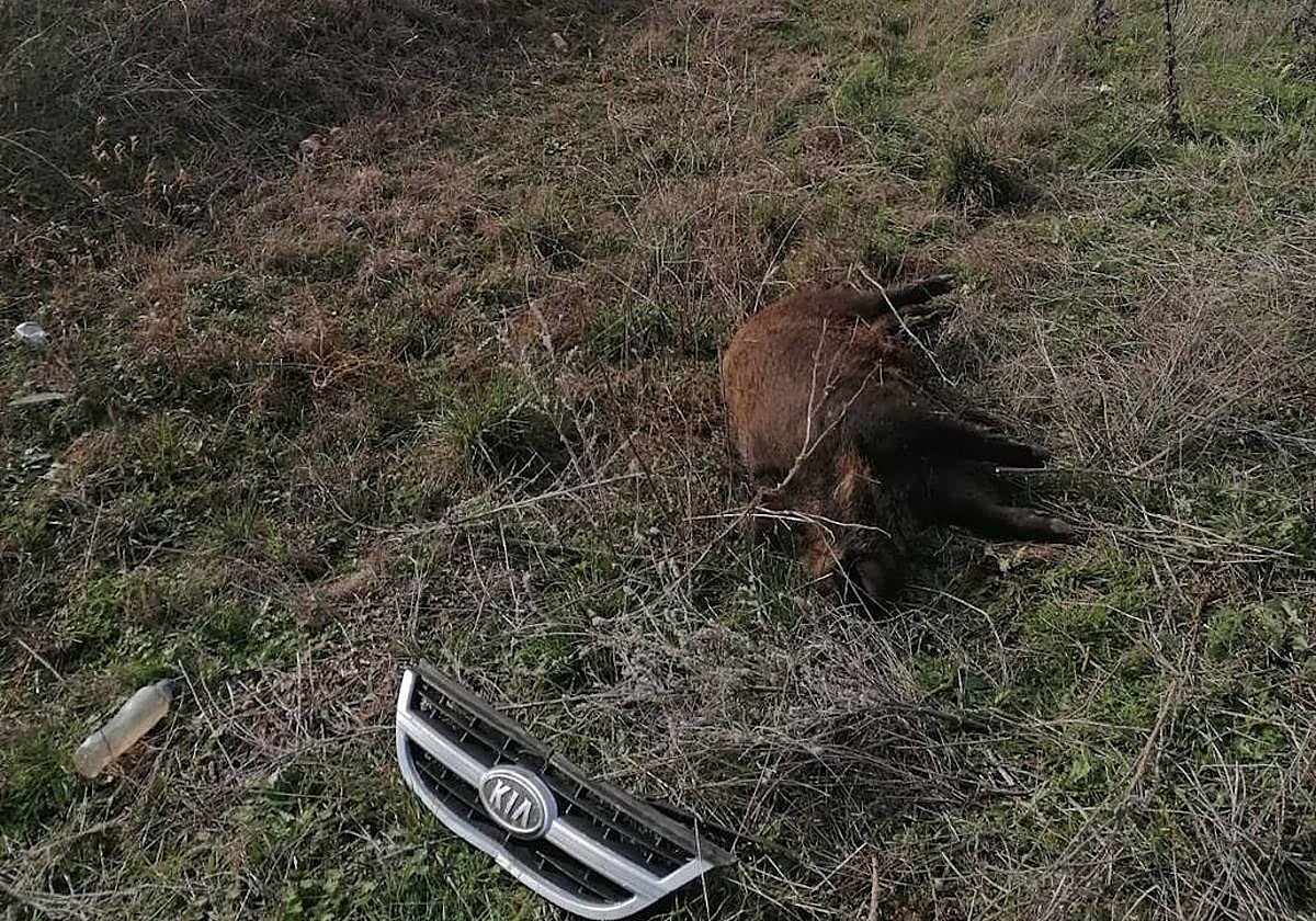 Un jabalí yace muerto junto a la carretera en la que fue atropellado.