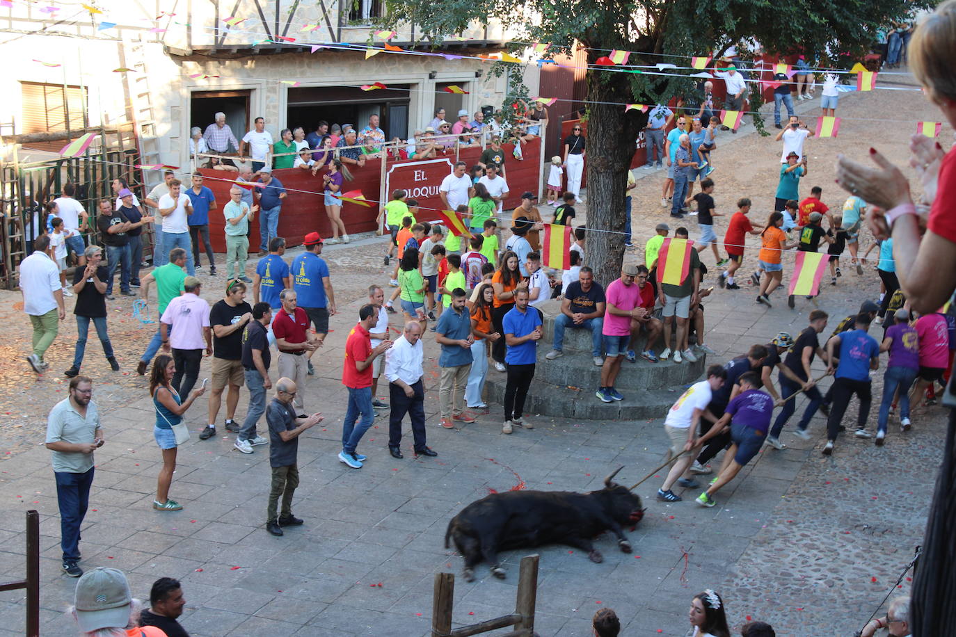 San Esteban de la Sierra disfruta con el toro