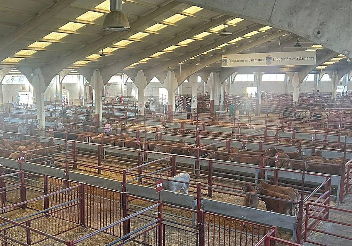 Mercado con prácticamente todos los corrales de la nave principal (y única abierta) ocupados.