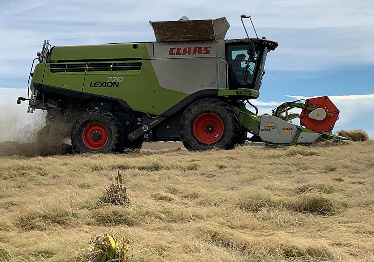 Una imagen de recolección en septiembre.